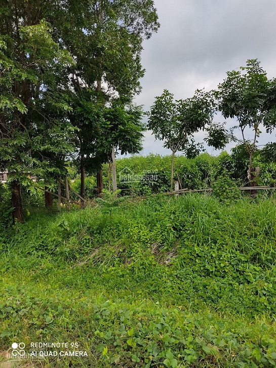 [CHUYỂN NHƯỢNG] DỰ ÁN TRỒNG RỪNG 300HA TẠI ĐAKLAK