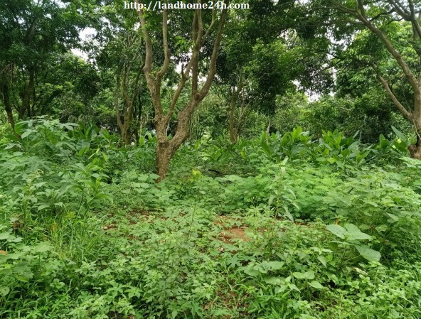 [ĐỘC QUYỀN] BÁN SIÊU PHẨM LÔ ĐẤT HOA HẬU TẠI TT LƯƠNG SƠN, DIỆN TÍCH 2.300M2