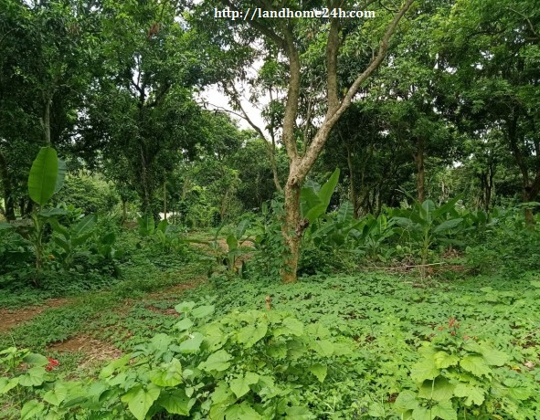 [CHÍNH CHỦ] BÁN SIÊU PHẨM ĐƯỜNG TRỤC CHÍNH TẠI TT LƯƠNG SƠN, DIỆN TÍCH 2.784M2